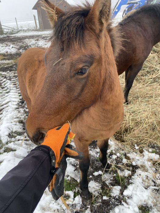 Ogierki huculskie 2024