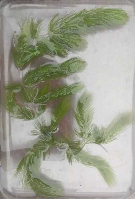 Rogatek ozdoba do akwarium - 5 gałązek