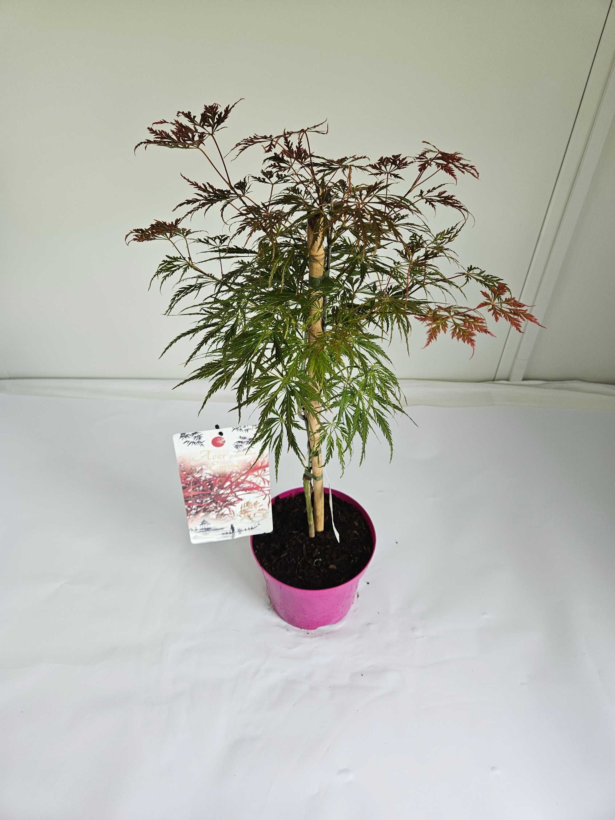 Klon Palmowy 'Emma' (Acer palmatum 'Emma')