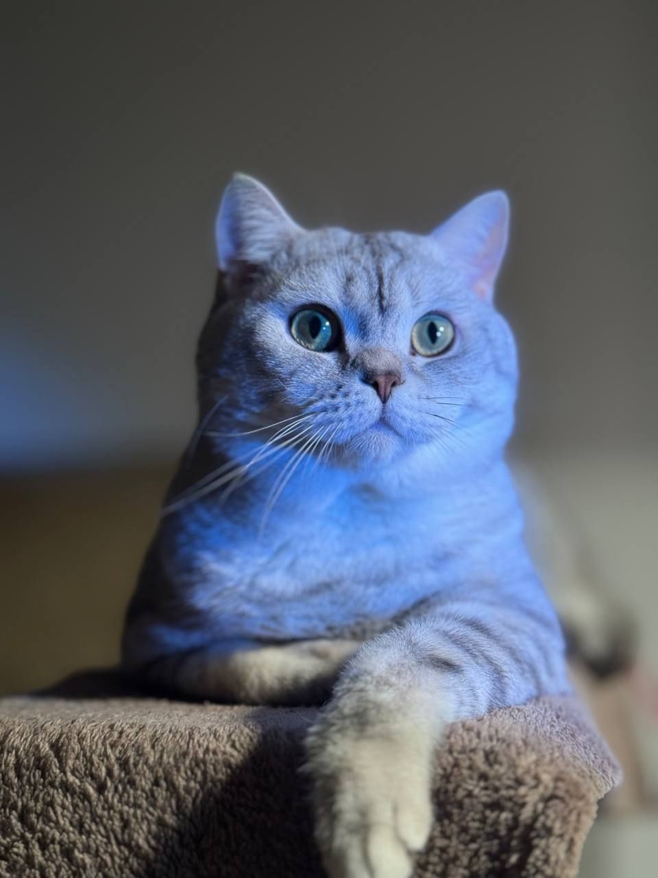 Вязка (случка) котиков