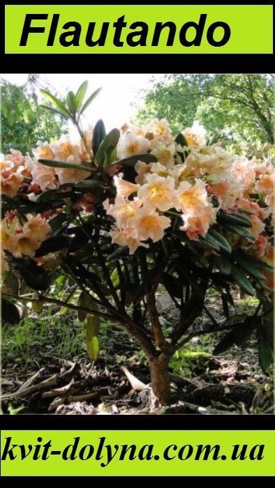 Акція Рододендрон Rhododendron