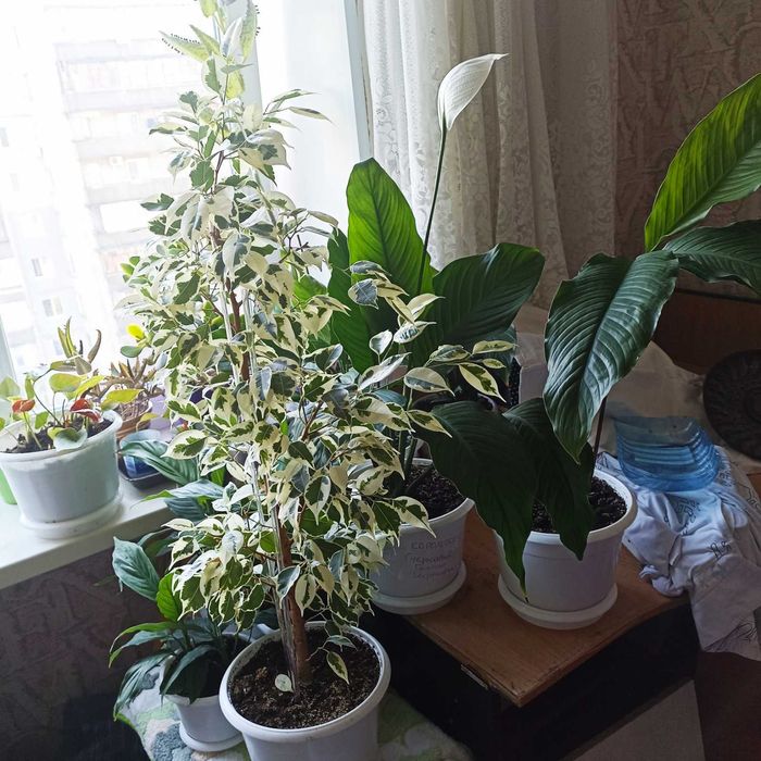 Спатифиллум. Крупные сорта.