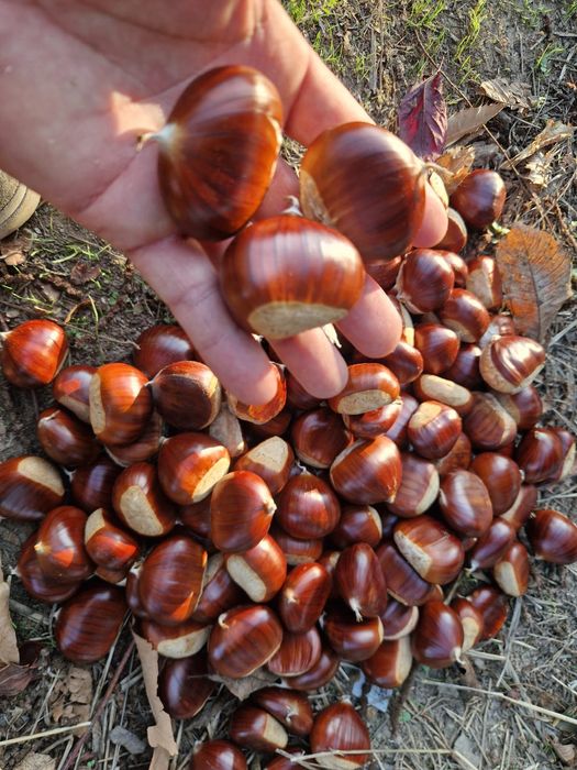 Castanhas €2.5 kg
