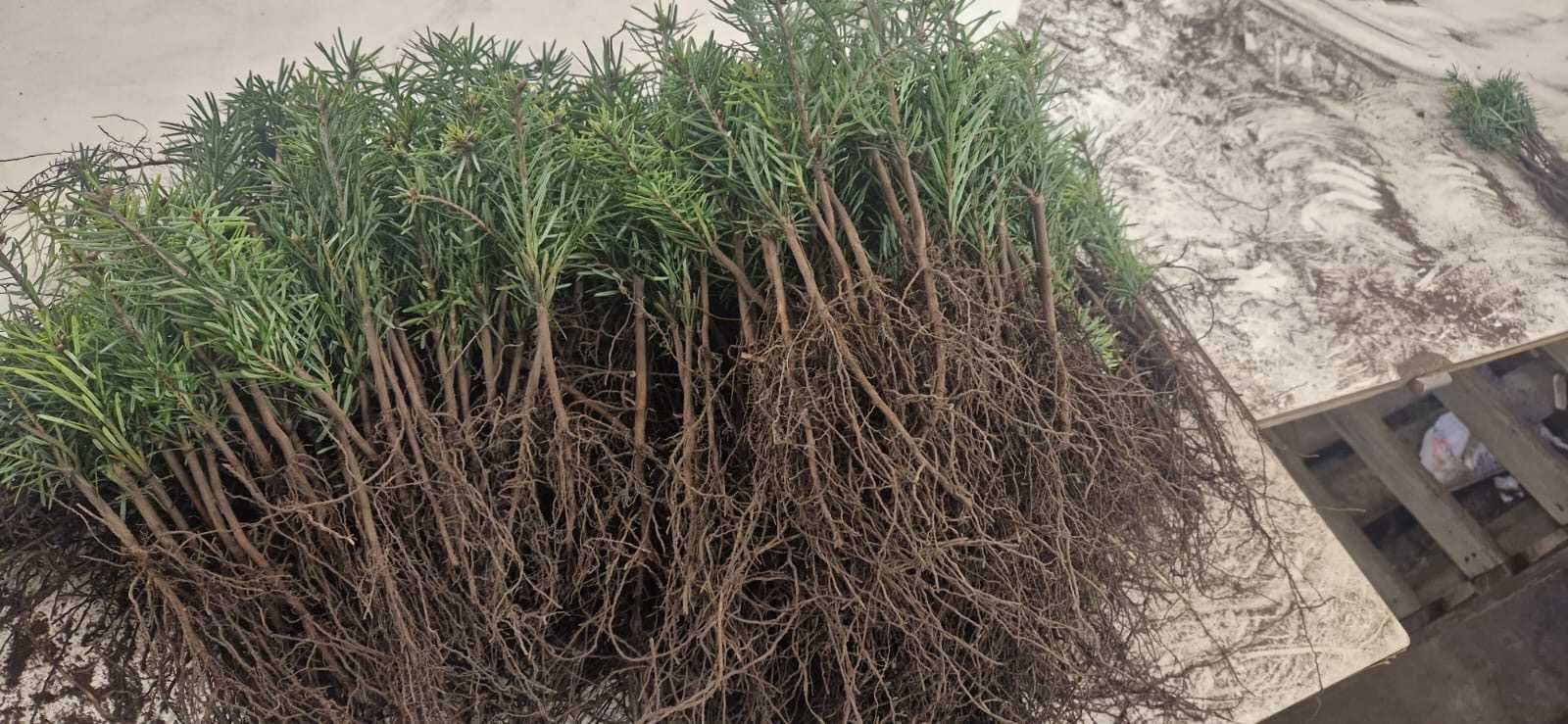 sadzonka jodły Kaukaskie, świerk jodła koreańska , nobilis