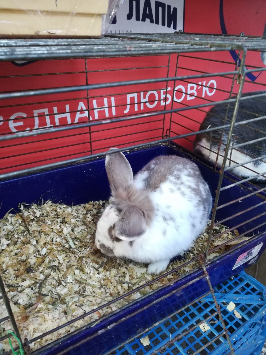 Кролик дуже гарний