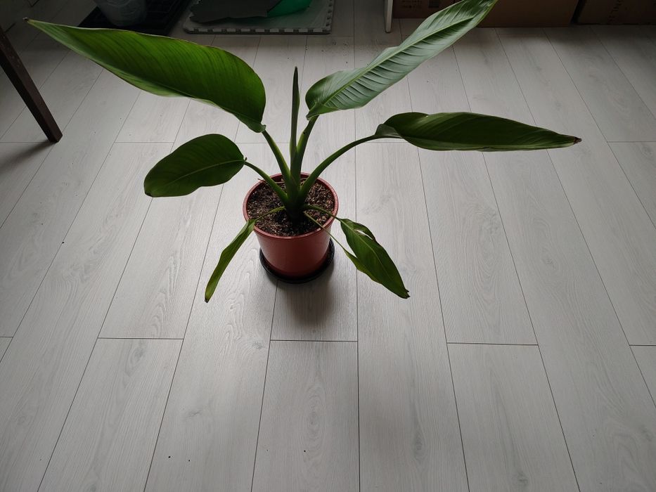 Ravenala Madagascariensis - drzewo podróżnika -Pielgrzan madagaskarski