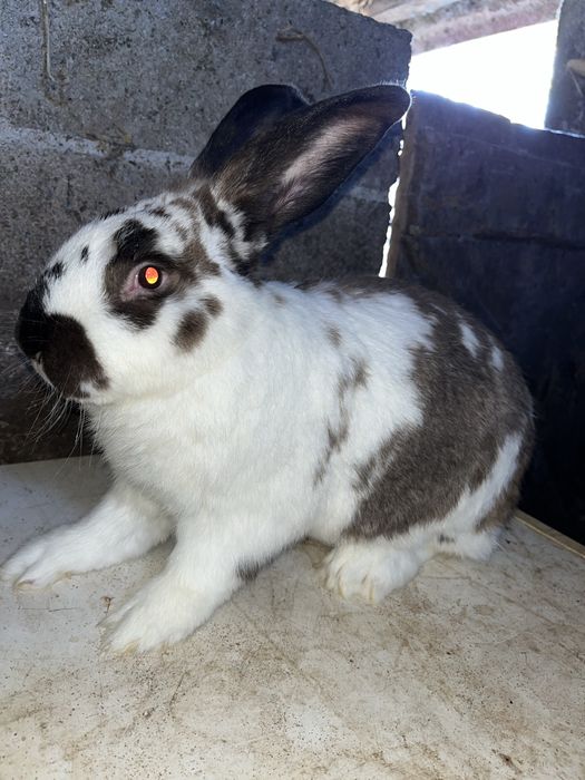 Coelhos Caseiros – 2 Meses | Filhos de Excelentes Reprodutores