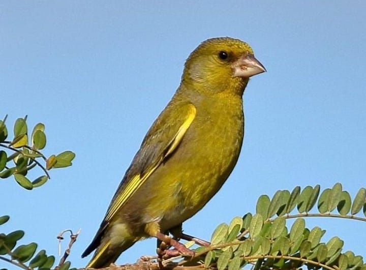 Tentilhões e verdelhões