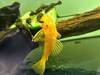 Ancistrus L144 Lemon, Zbrojniki, Glonojad