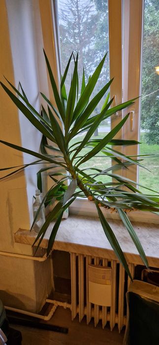 Oryginalnie wyglądająca juka yucca
