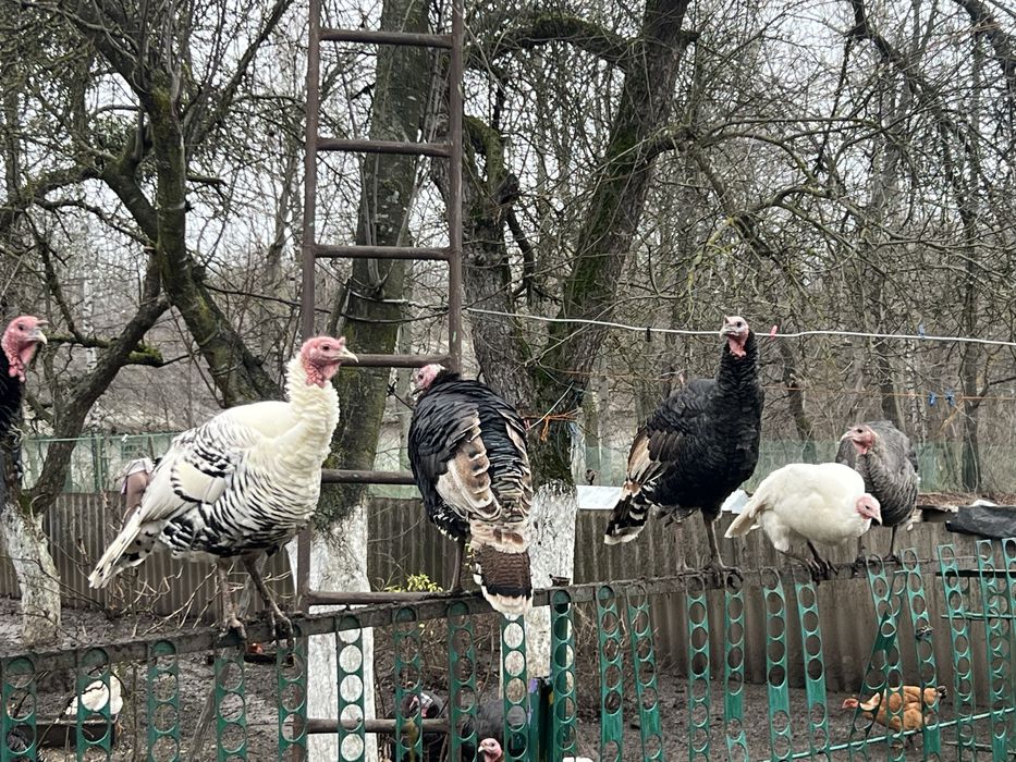 Продам індики , домашні ідинки , індики , продам тушку індика