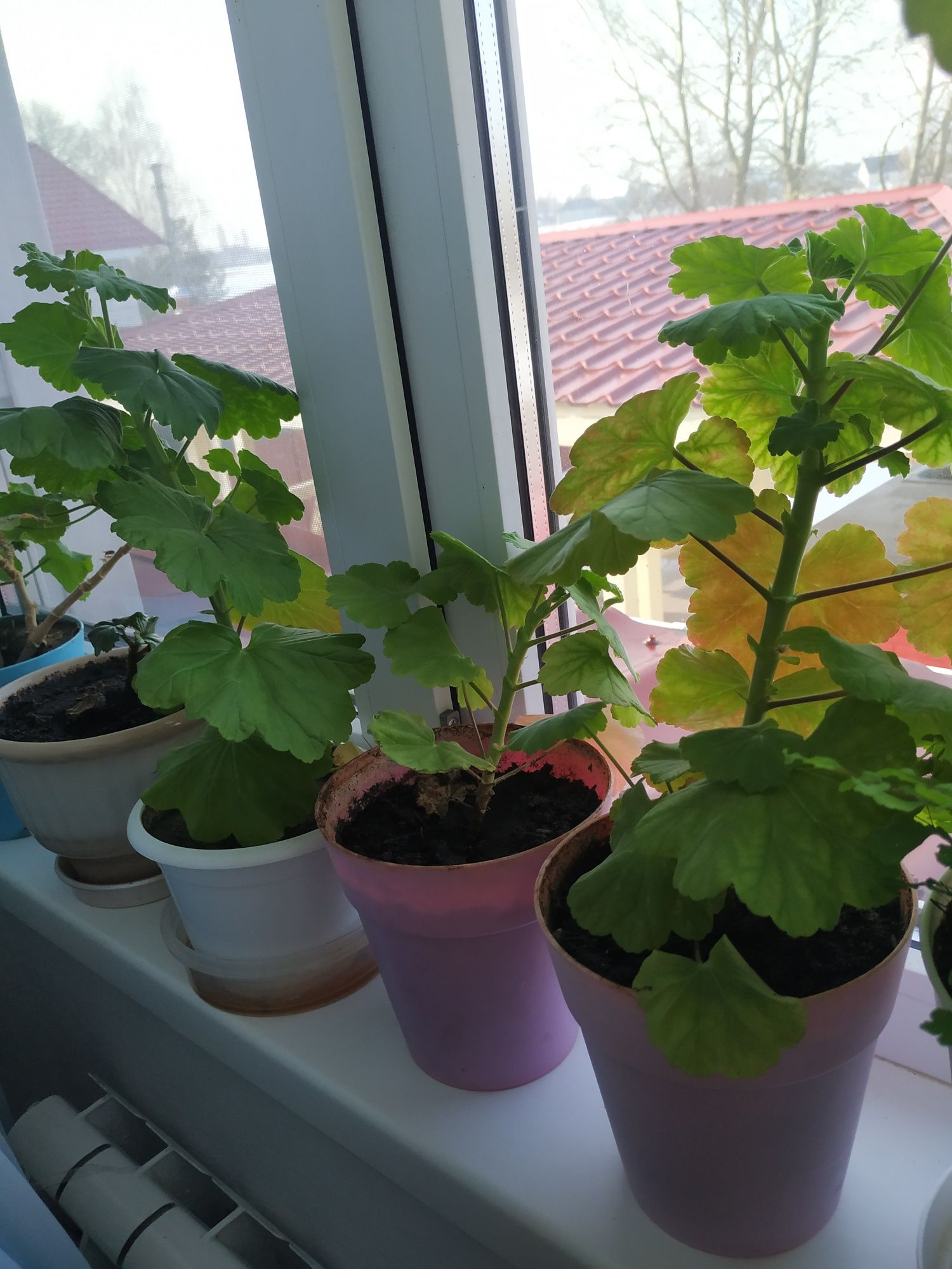Пеларгония, комнатные растения
