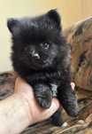 Szpic miniaturowy pomeranian black czarna suczka z rodowodem