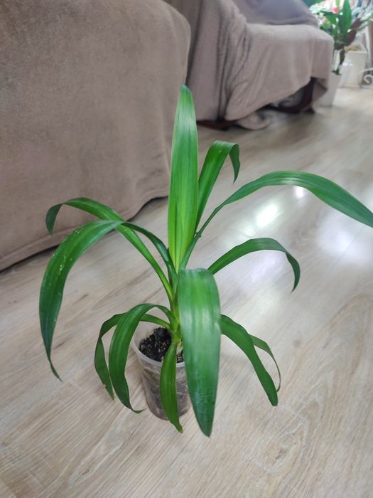 Спатіфілум Даймонд, драцена