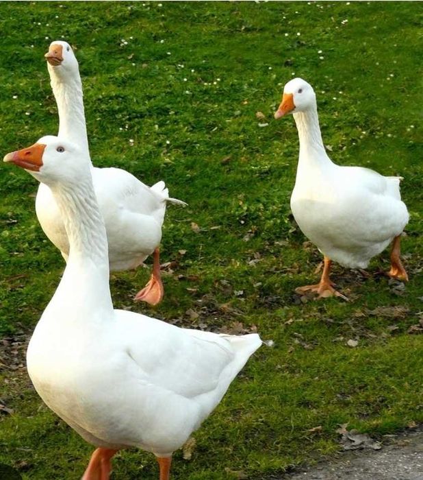 Sprzedam gęsi 3 sztuki