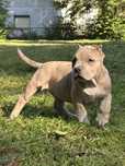 American Bully XL