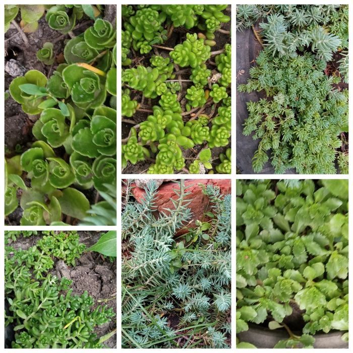 Седум, очиток, сентябринка.