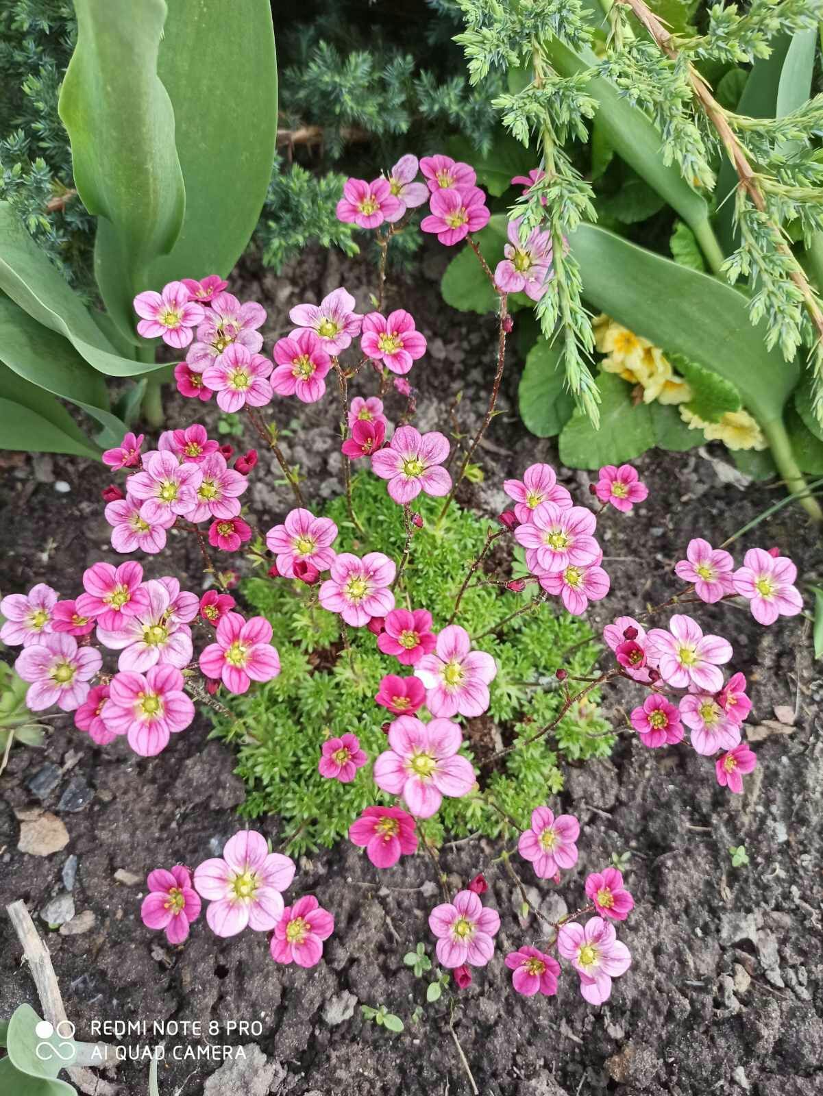 Продам камнеломку Pink Carpet