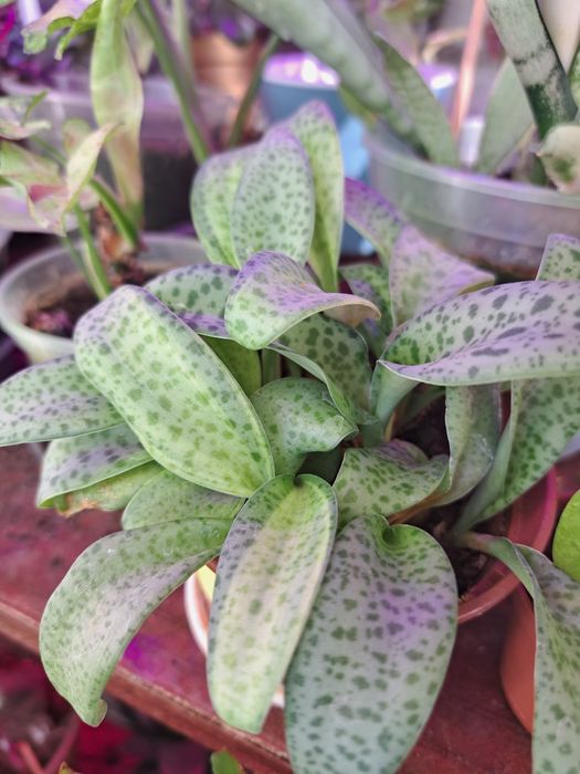 Оксаліс red sunset церопегія сільвер глорі аглаонема вайт