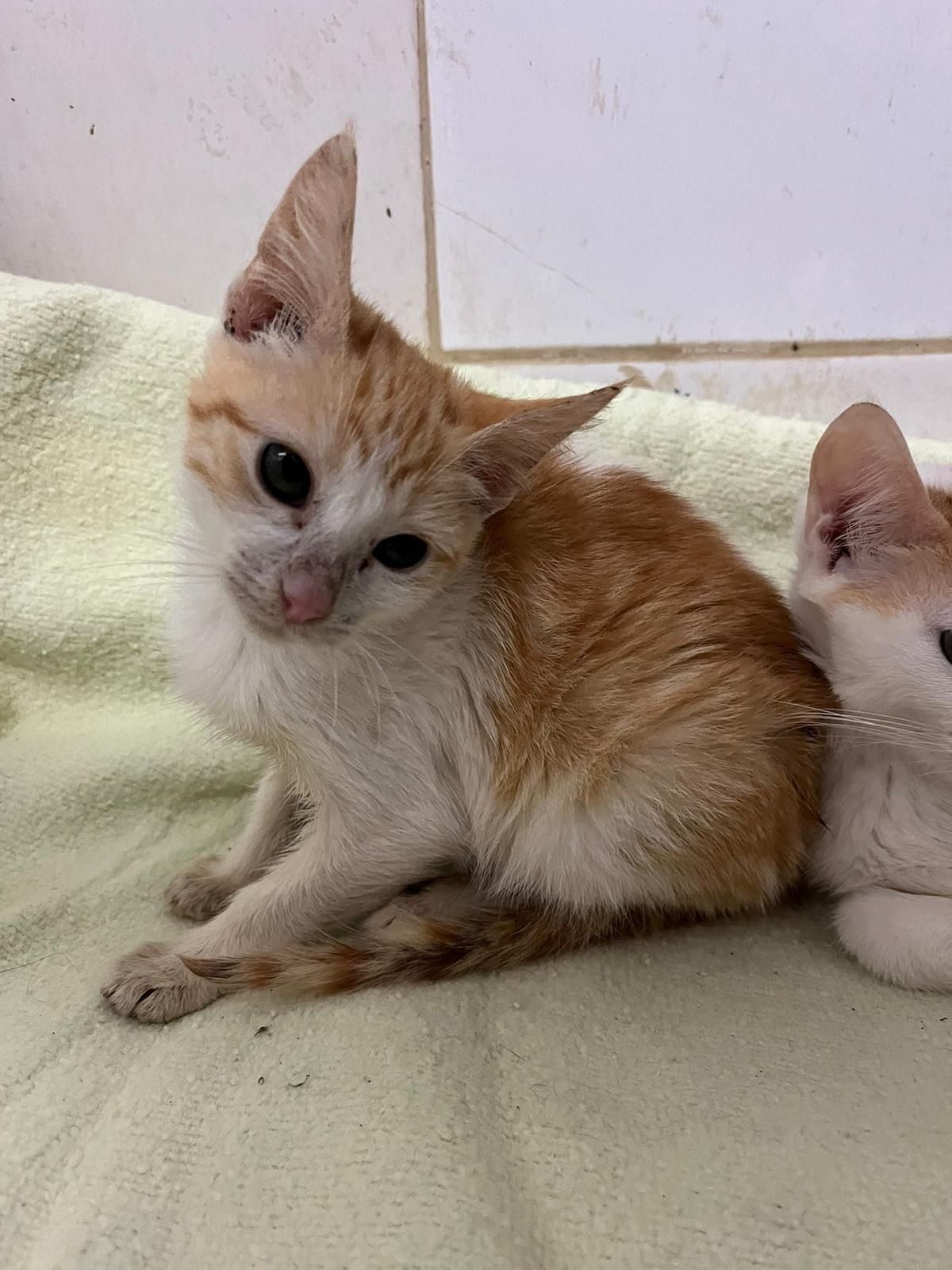 gatinha fofas para adopcao consciente