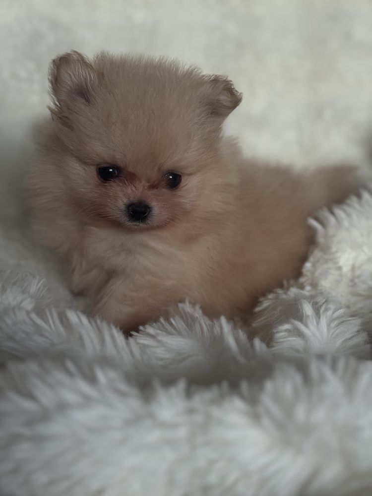 Szpic miniaturowy/Pomeranian - dziewczynka