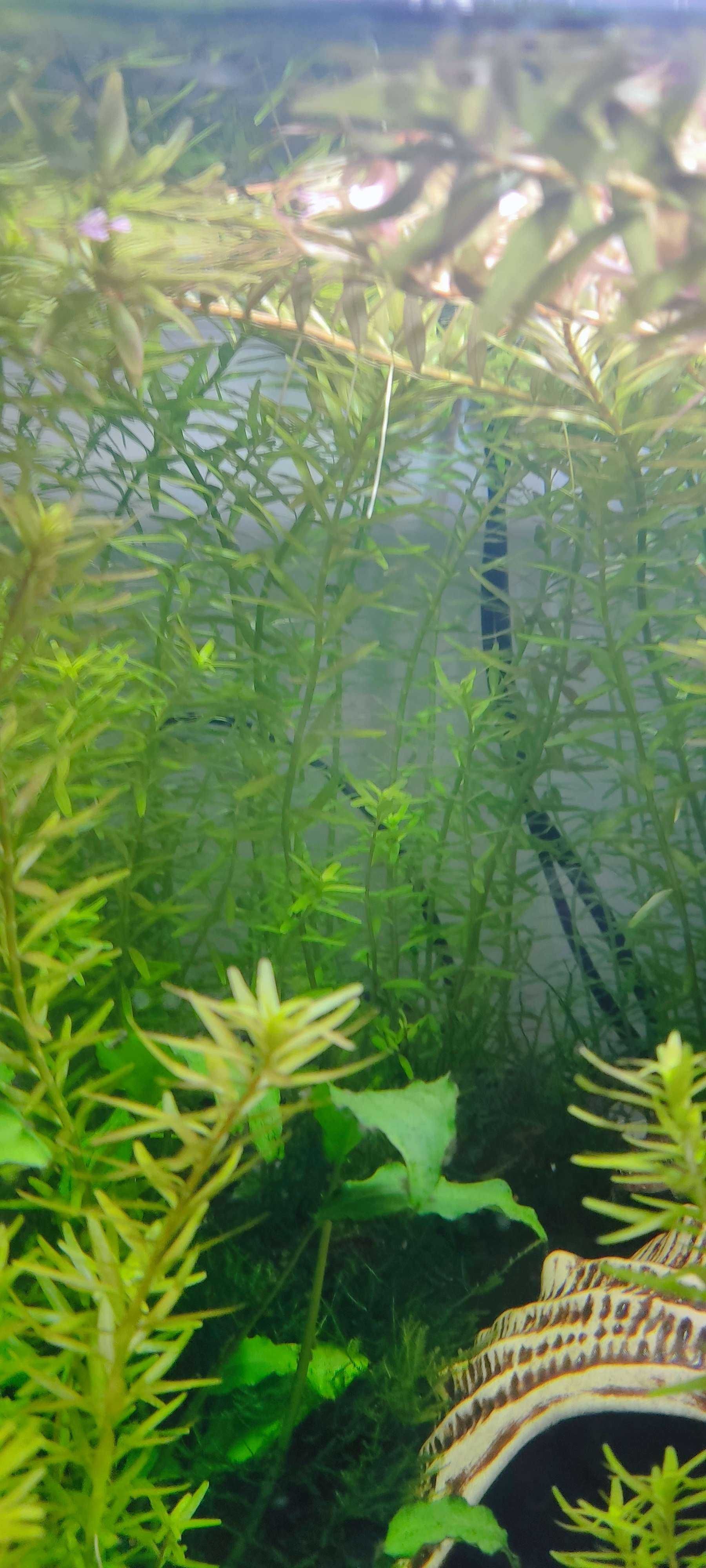 Rotala rotundifolia