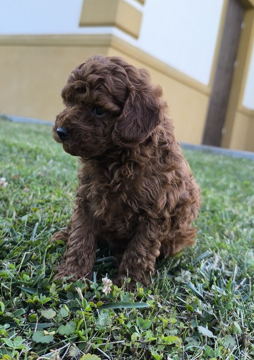 Pudel toy Red Brown linia chińska