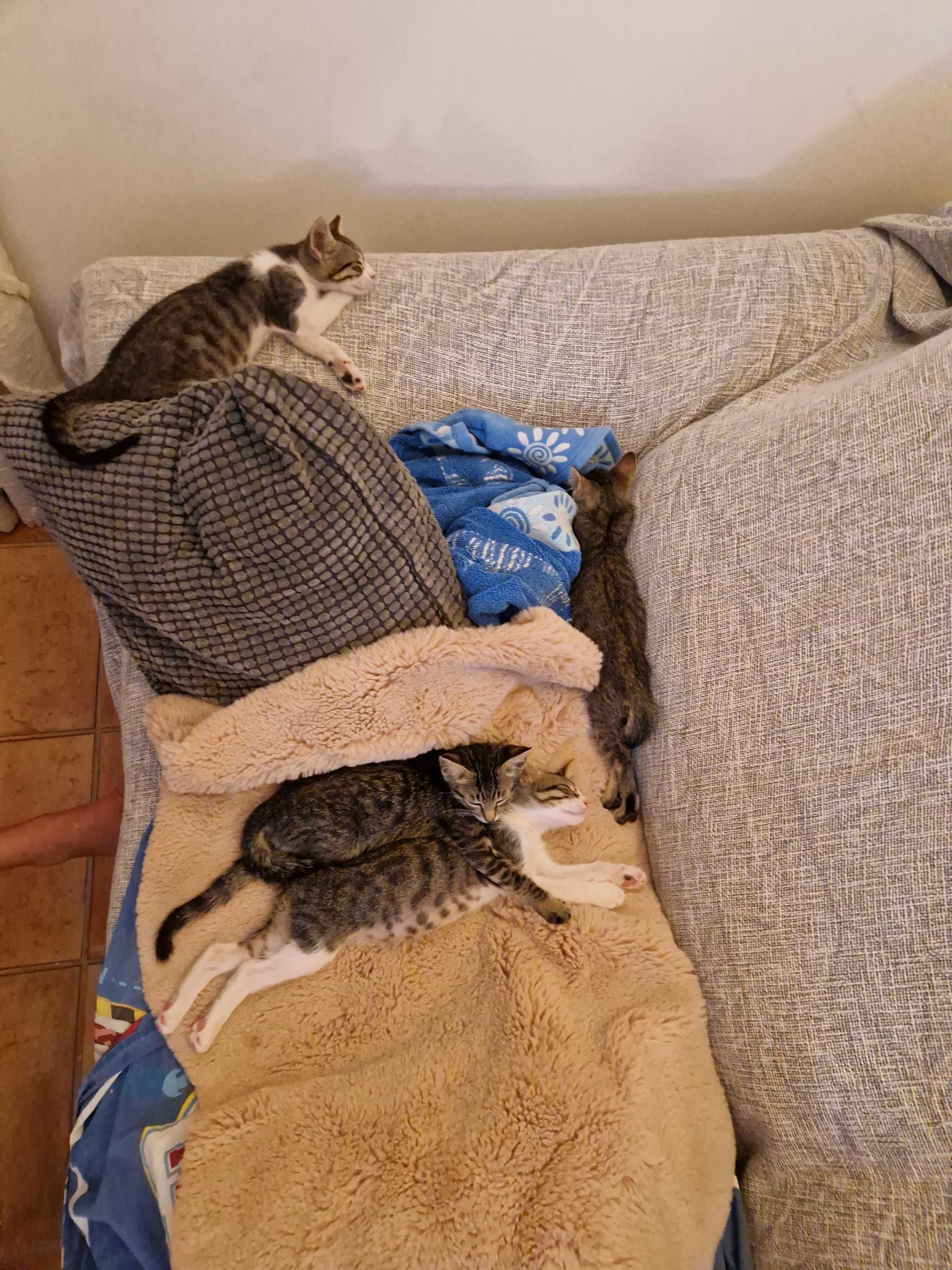 Gatinhos fofinhos para adopção