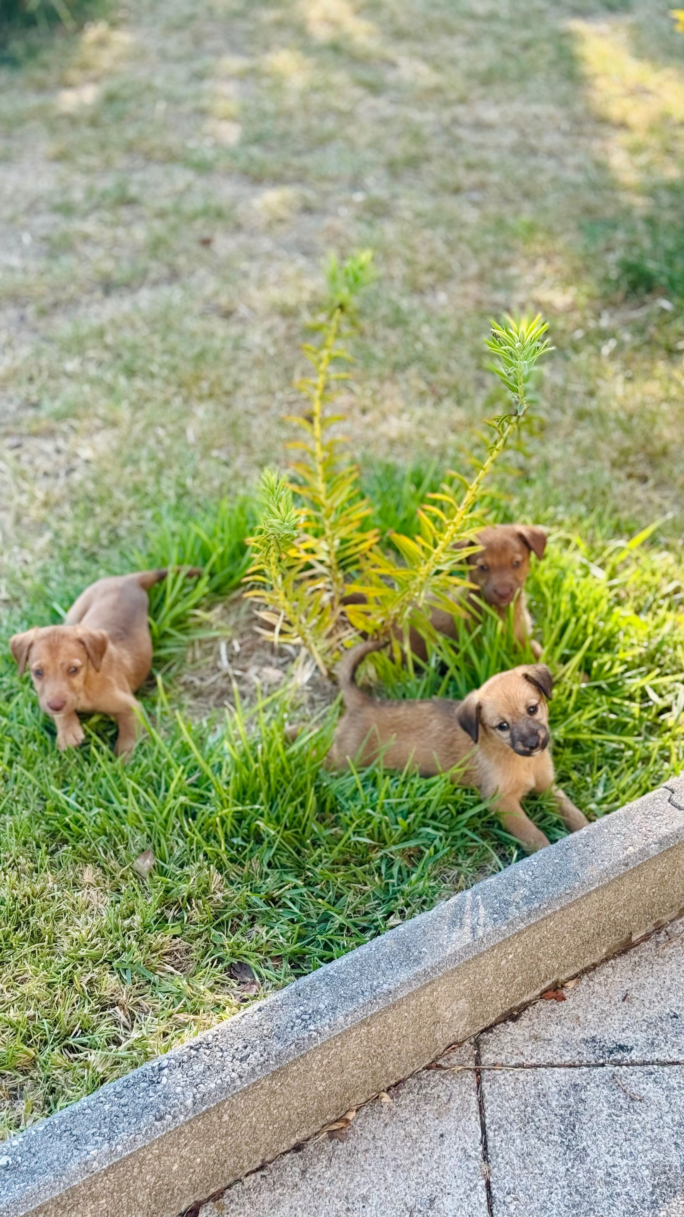 Cães bebés para adoção responsável!