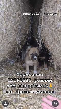 Потрібні родини малим і мамі( хоча б ПЕРЕТРИМКА до прилаштування!)