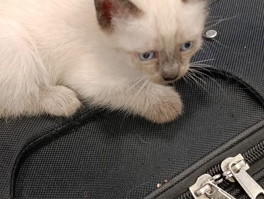Gatos para doaçao