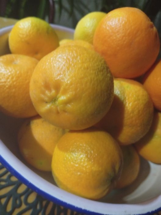 Vende se Tangeras  1€ kilo