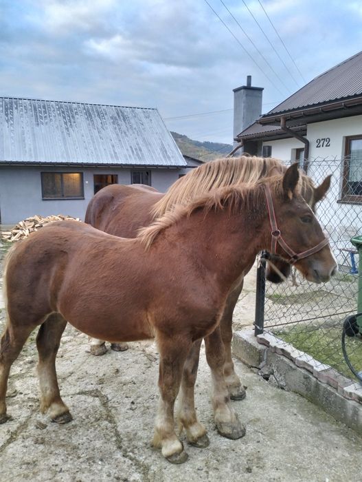 Sprzedam 2 koń konie zimnokrwiste