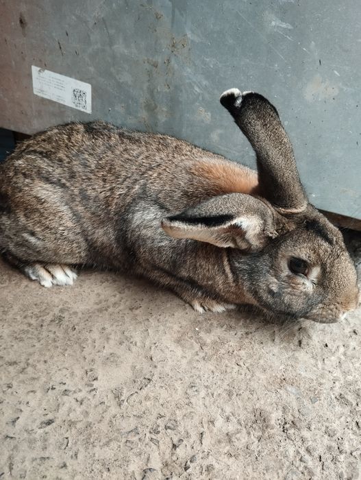 Króliki Samce Sprzedam