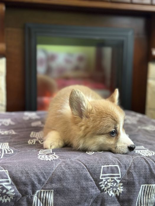 Цуценята вельш коргі пемброк, з документами КСУ