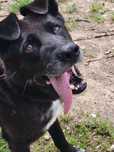 Diego do adopcji