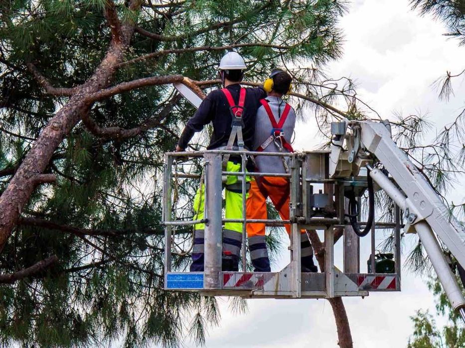Покос травы, Расчистка участка, Спил, обрезка деревьев, Вывоз веток