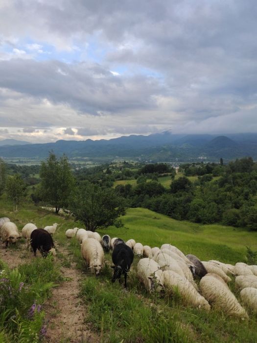 Овеча натуральна бринза