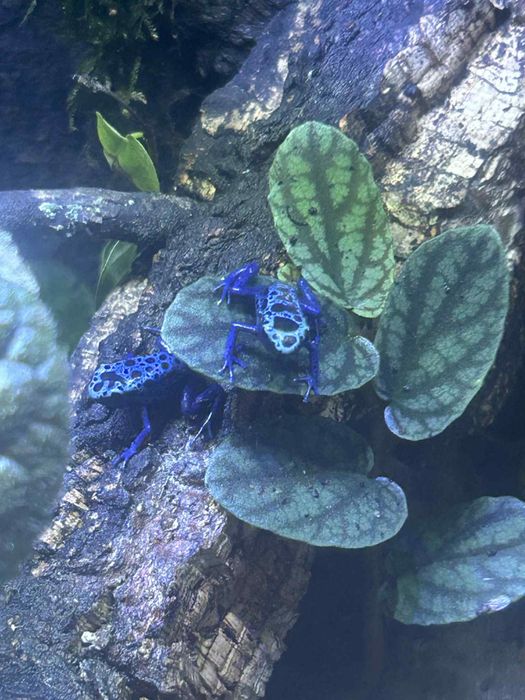 Dendorbates Azureus