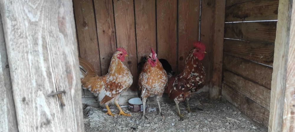 Sprzedam Koguty liliputy