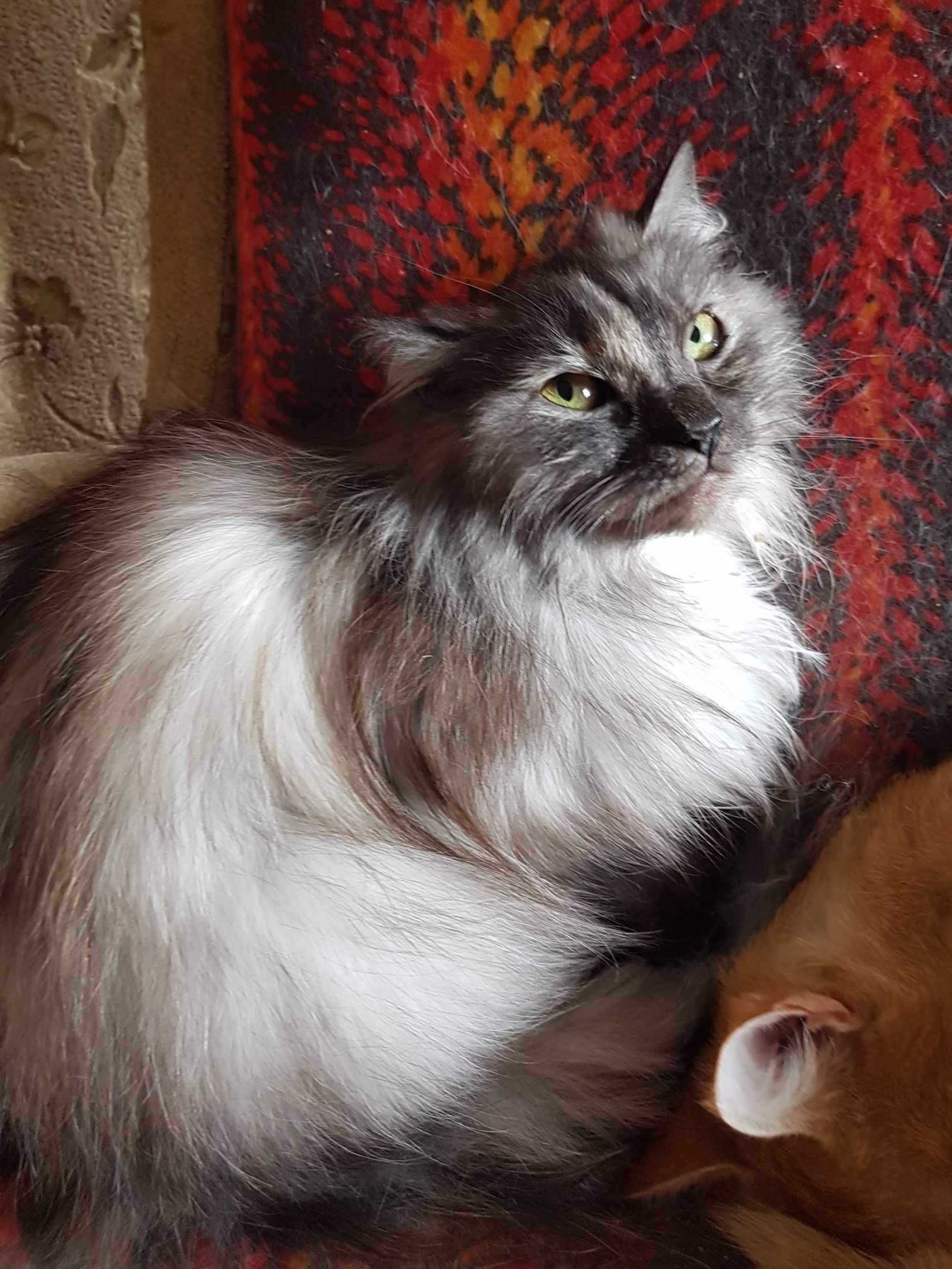 LILY szara długowłosa piękność z FIV+ i FeLV+ pilnie potrzebuje domu