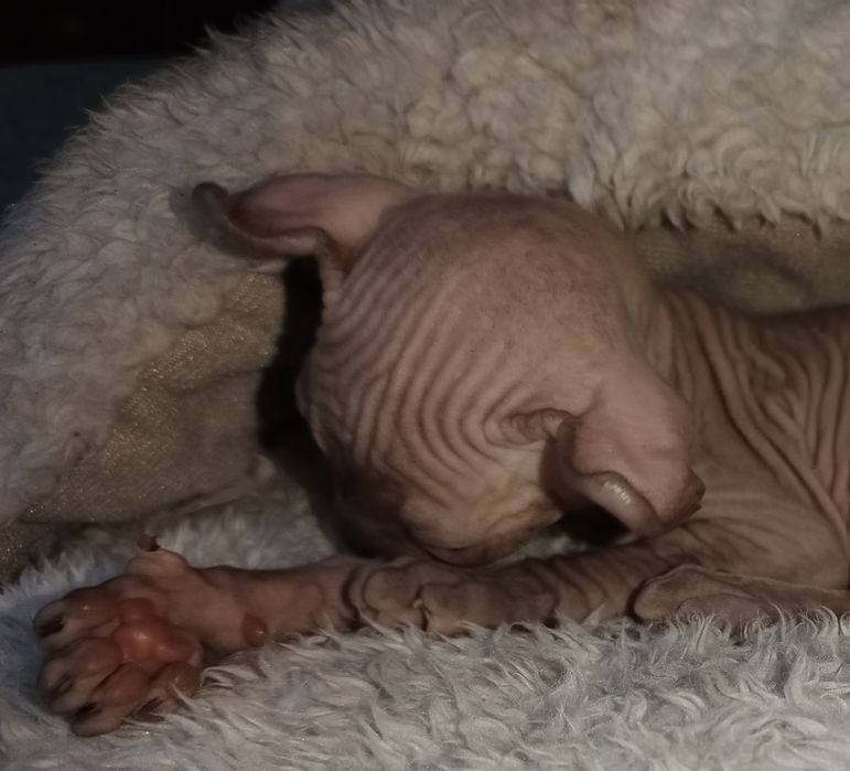 Канадський Сфінкс