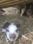 Vendo ou troco por outros animais …