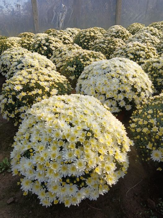 Chryzantemy drobnokwiatowe