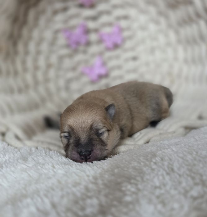 szpic miniaturowy, pomeranian maleńki chłopiec