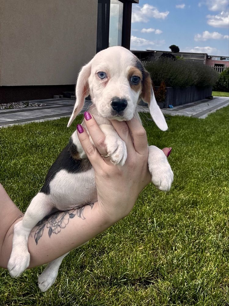 Beagle szczeniak chlopiec