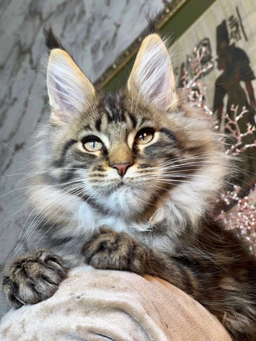 Мейн Кун хлопчик 3 місяці