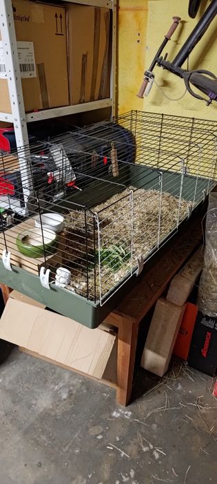 Zestaw dla świnki morskiej, królika, chomika, duża klatka,.