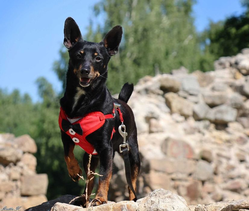 Śliczny MIKI w typie pinczer do adopcji!