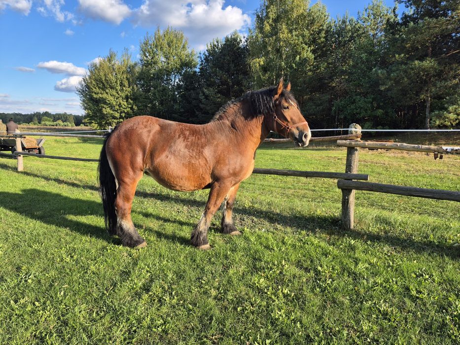 Klacz zimnokrwista źrebna!